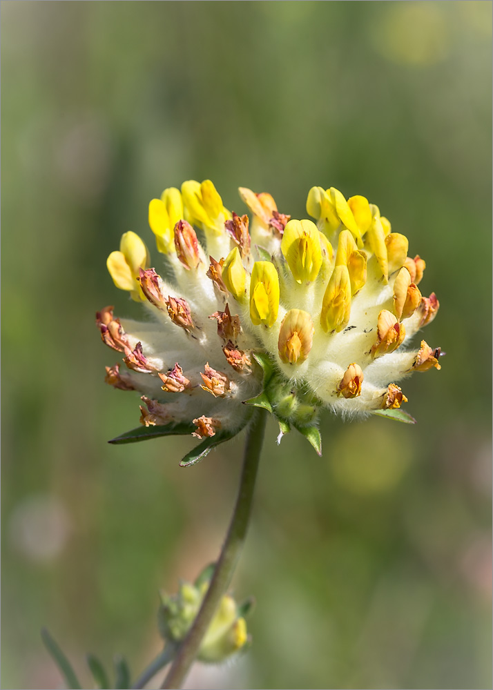 Image of Anthyllis macrocephala specimen.