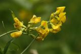 Lathyrus pratensis. Верхушки цветущих растений с завязью. Молдова, Каларашский р-н, лес возле с. Бравичи. 25.06.2014.