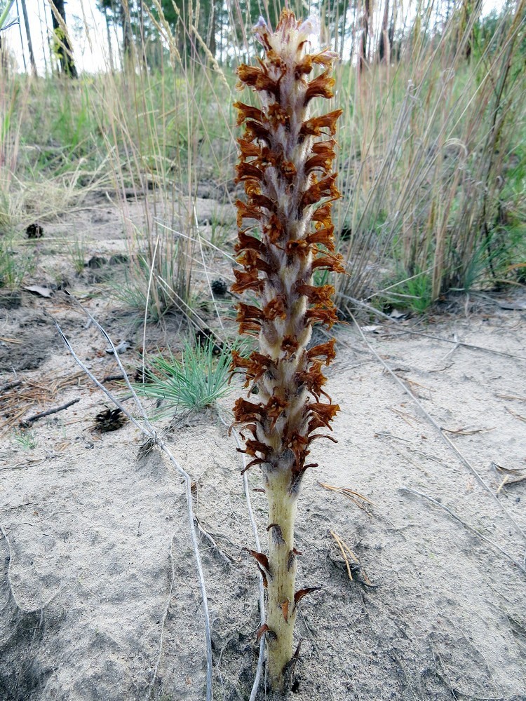 Image of Orobanche coerulescens specimen.