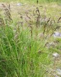 Deschampsia cespitosa. Цветущее растение. Кольский полуостров, Восточный Мурман, пос. Дальние Зеленцы. 21.07.2009.