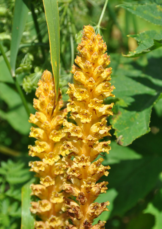 Image of Orobanche ingens specimen.