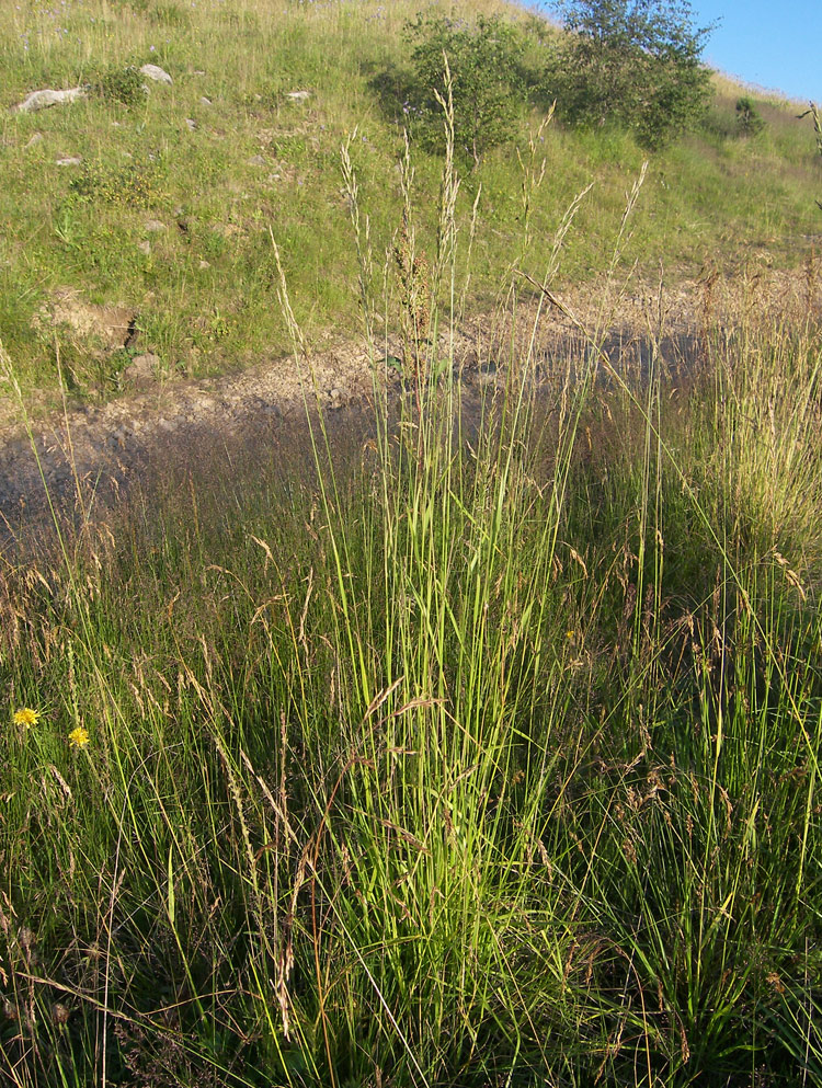 Image of Festuca regeliana specimen.