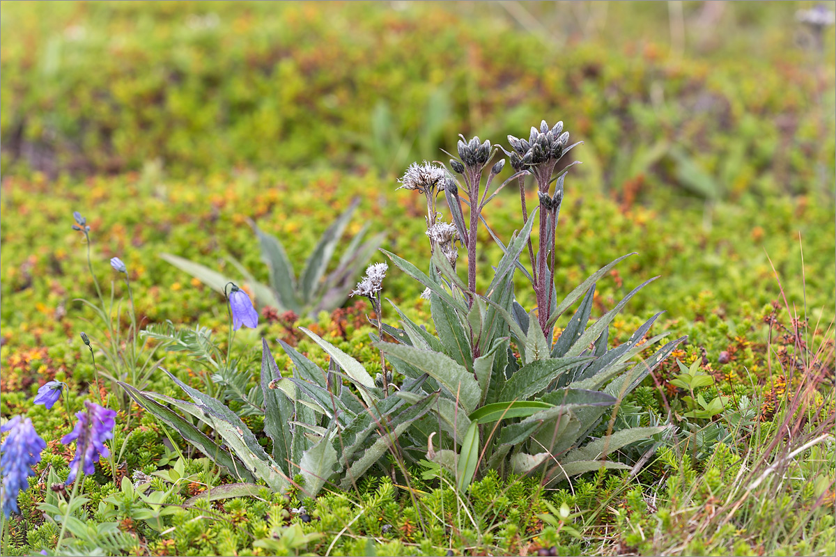 Изображение особи Saussurea alpina.