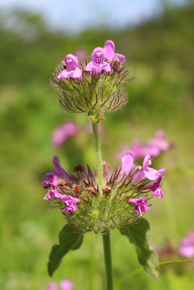 Image of Clinopodium caucasicum specimen.