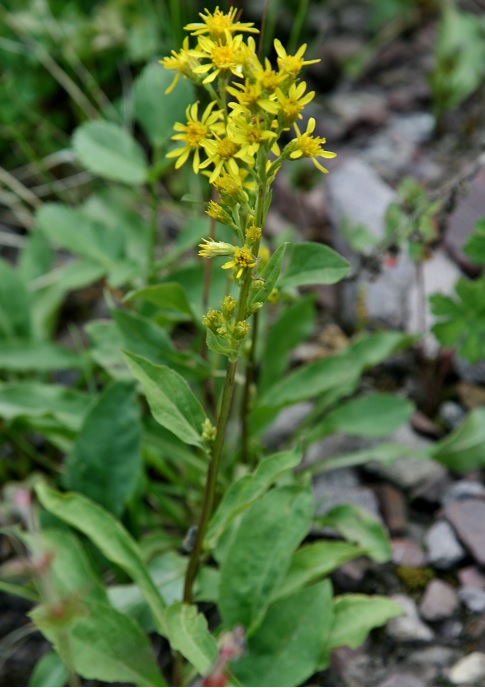 Изображение особи Solidago virgaurea ssp. dahurica.