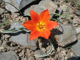 Tulipa ostrowskiana