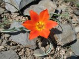 Tulipa ostrowskiana. Цветущее растение. Южный Казахстан, Чу-Илийские горы, пер. Кордай. 19 апреля 2011 г.