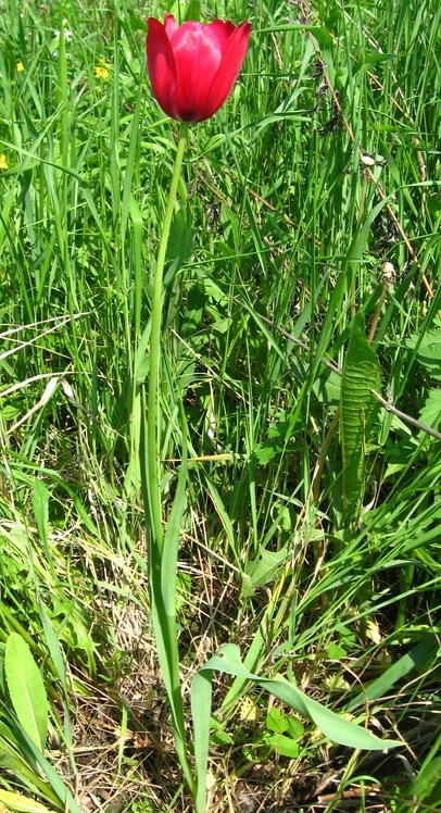 Image of genus Tulipa specimen.