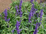 Salvia farinacea