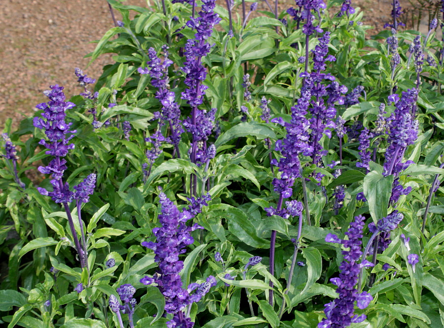 Изображение особи Salvia farinacea.