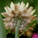 Xerochrysum bracteatum. Соцветие и лист (вид со стороны обёртки). Германия, г. Крефельд, Ботанический сад. 06.09.2014.