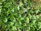 Tussilago farfara