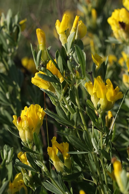 Изображение особи Chamaecytisus austriacus.