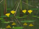 Nymphoides peltata