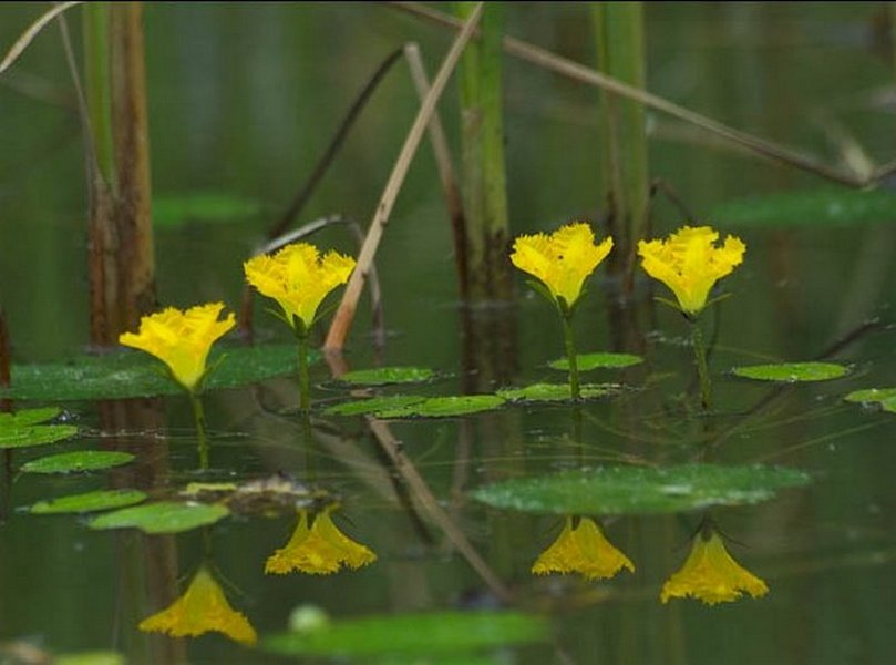 Изображение особи Nymphoides peltata.