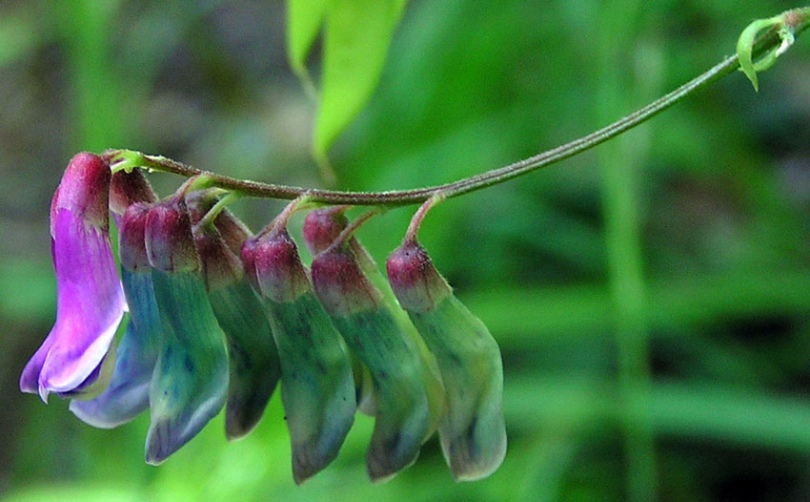 Image of Vicia ramuliflora specimen.