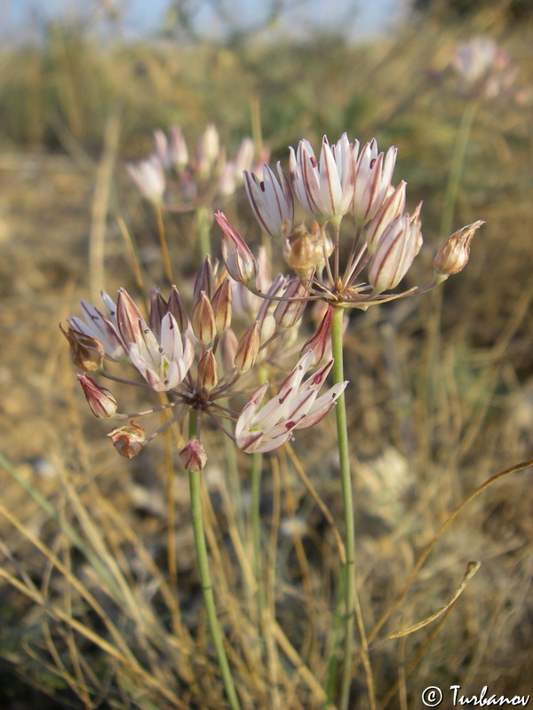 Image of Allium moschatum specimen.