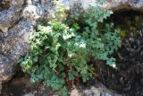 Asplenium ruta-muraria