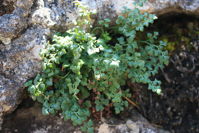 Image of Asplenium ruta-muraria specimen.