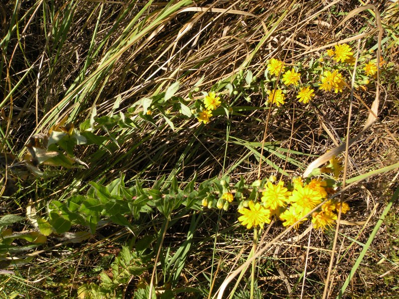 Image of Hieracium virosum specimen.