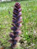 Ajuga orientalis