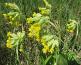 Primula veris. Соцветия. Подмосковье, Одинцовский р-н, окр. г. Кубинка, окр водохранилища Трасна, луг на опушке леса. 16.05.2013.