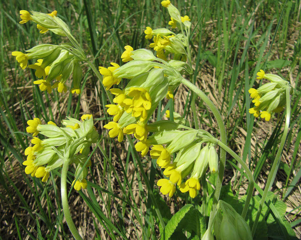 Изображение особи Primula veris.