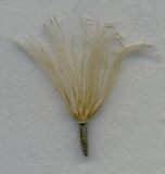 Carlina biebersteinii. Семянка. Курская обл., Железногорский р-н, пос. Каменец, ур. Жуковец, залежь. 1 ноября 2009 г.