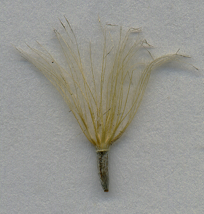 Image of Carlina biebersteinii specimen.