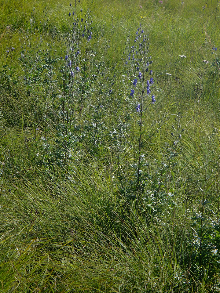 Изображение особи Aconitum baicalense.