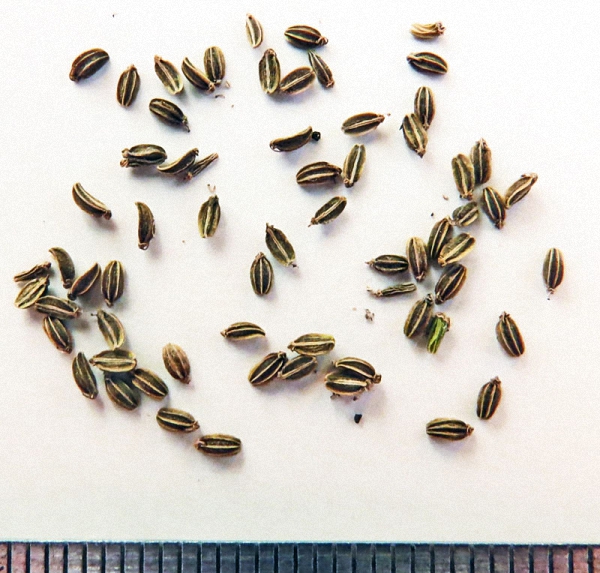 Image of Seseli annuum specimen.