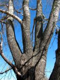 Populus &times; sibirica