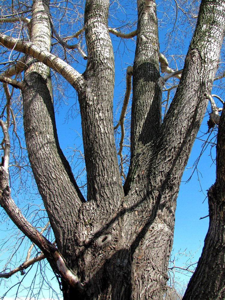 Image of Populus &times; sibirica specimen.