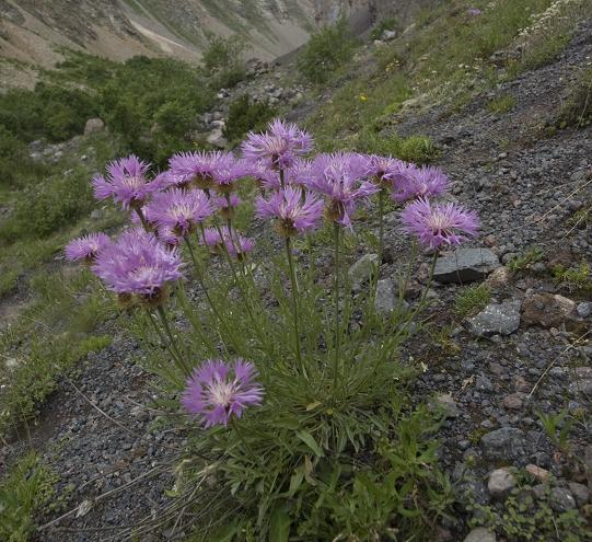 Изображение особи Psephellus caucasicus.