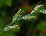 Lolium multiflorum. Соцветия. Московская обл., Раменский р-н, окр. ж.-д. платформы Хрипань, просека под ЛЭП. 11.09.2015.