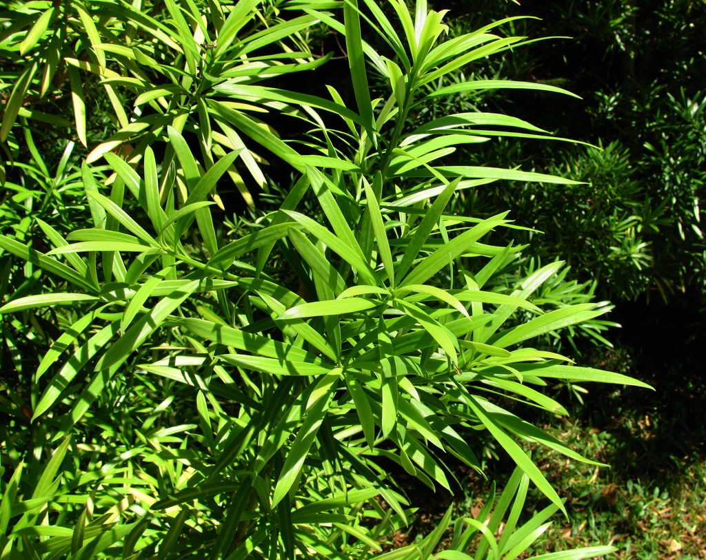 Image of Podocarpus macrophyllus specimen.