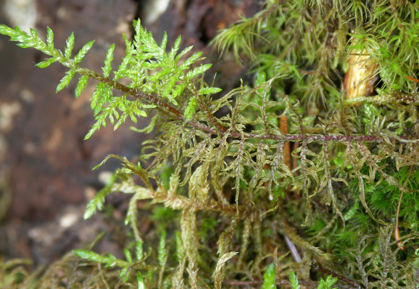 Image of Hylocomium splendens specimen.