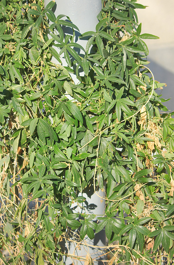 Image of Passiflora caerulea specimen.