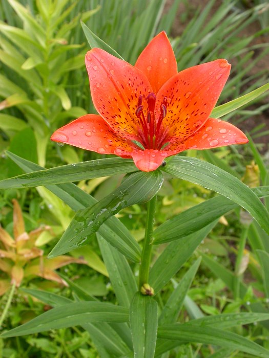 Image of Lilium pensylvanicum specimen.