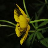 Ranunculus cassubicus