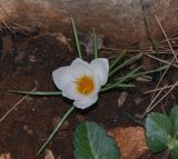Crocus hyemalis
