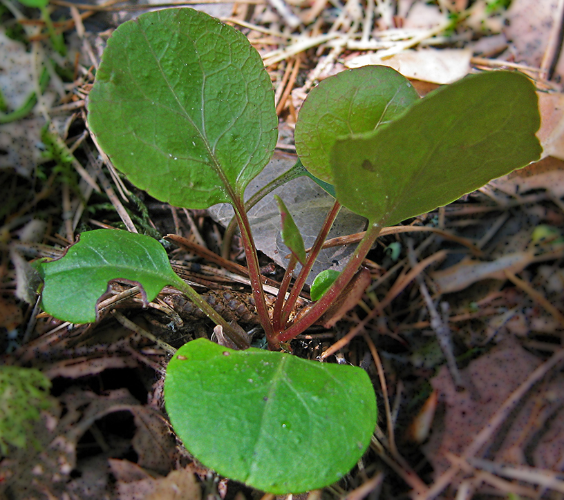 Image of Pyrola chlorantha specimen.