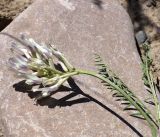 Astragalus karkarensis