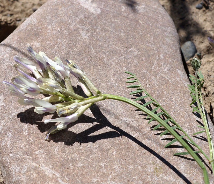 Изображение особи Astragalus karkarensis.