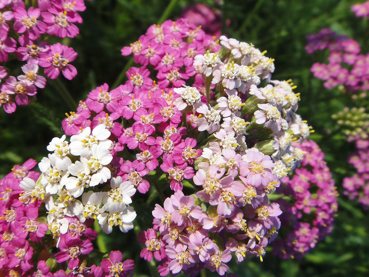 Изображение особи Achillea millefolium.