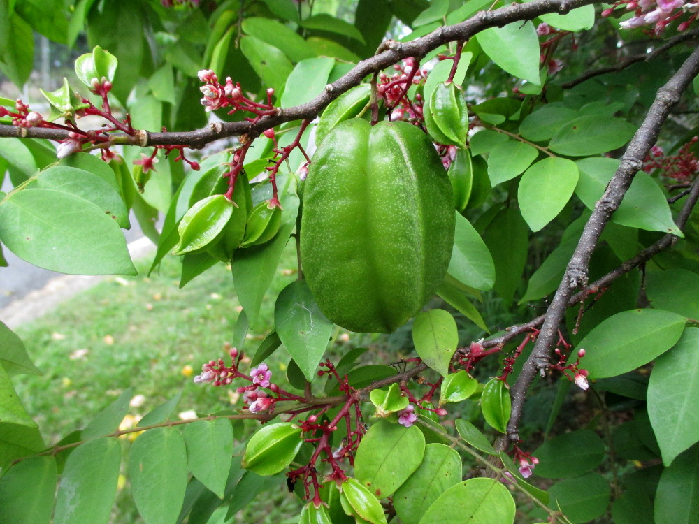 Изображение особи Averrhoa carambola.