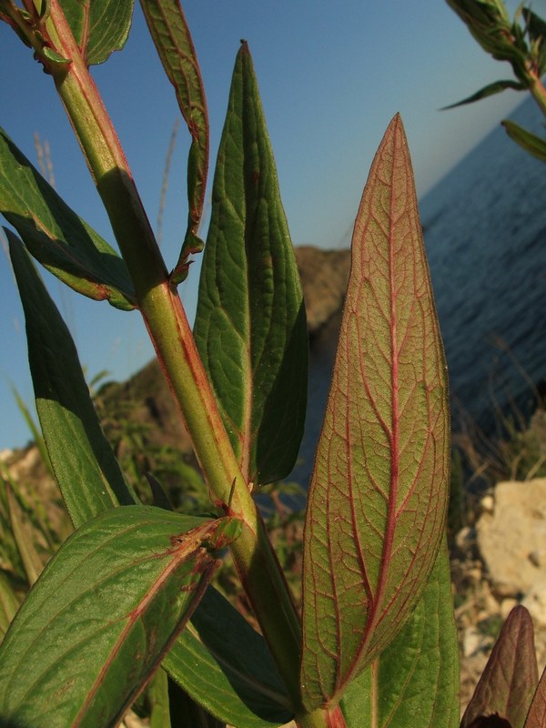 Image of Lythrum intermedium specimen.