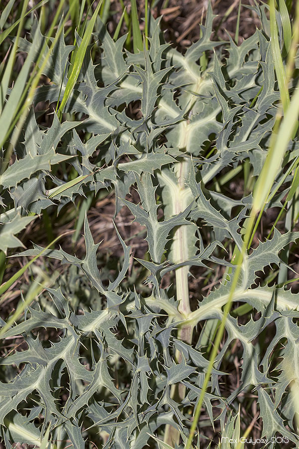 Изображение особи Eryngium campestre.