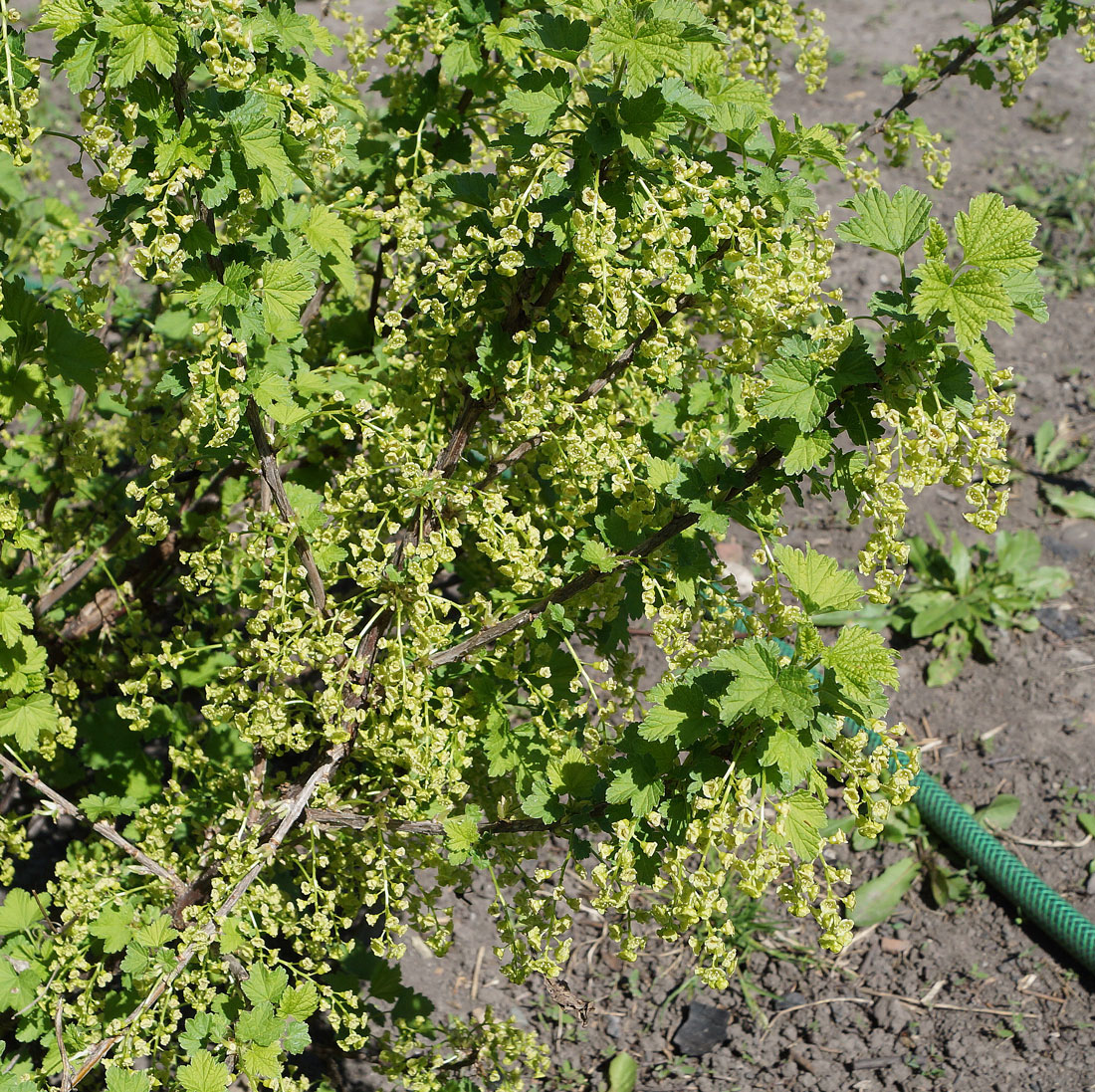 Image of Ribes rubrum specimen.