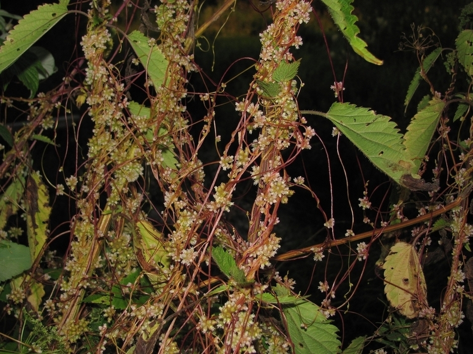 Image of Cuscuta europaea specimen.